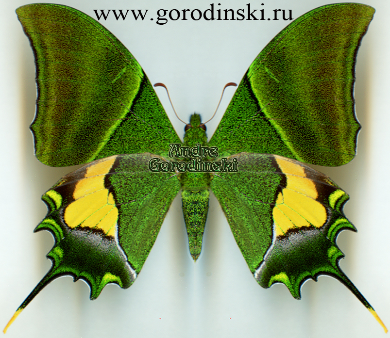 http://www.gorodinski.ru/papilionidae/Teinopalpus imperialis imperatrix.jpg